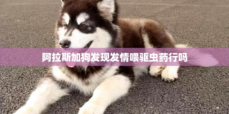 阿拉斯加狗发现发情喂驱虫药行吗