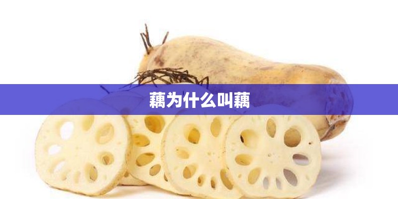 藕为什么叫藕
