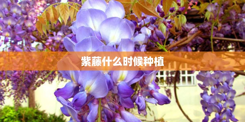 紫藤什么时候种植