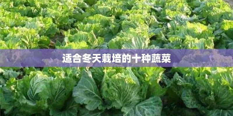 适合冬天栽培的十种蔬菜