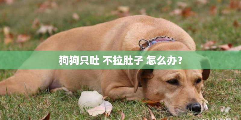 狗狗只吐 不拉肚子 怎么办？