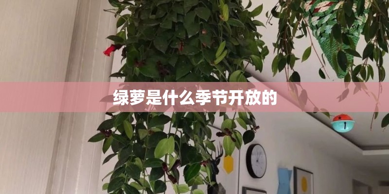 绿萝是什么季节开放的