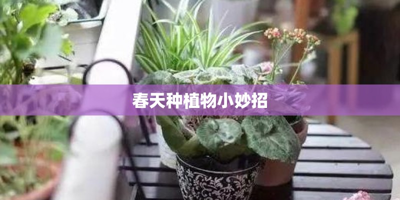 春天种植物小妙招