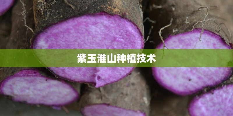 紫玉淮山种植技术