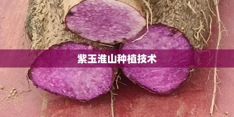 紫玉淮山种植技术