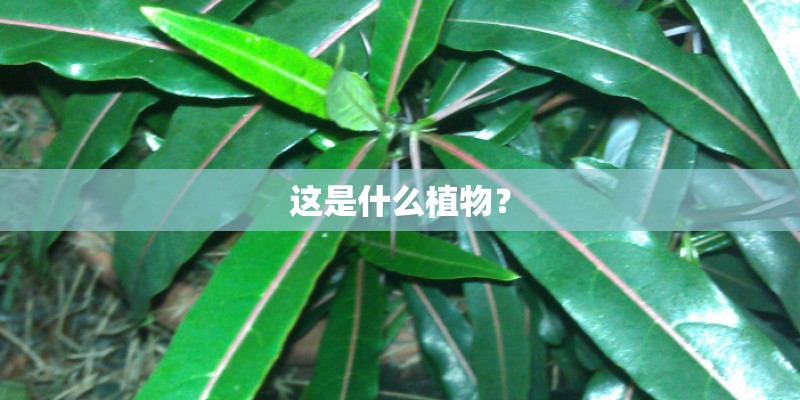 这是什么植物？