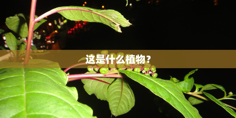 这是什么植物？