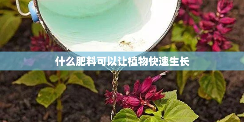 什么肥料可以让植物快速生长