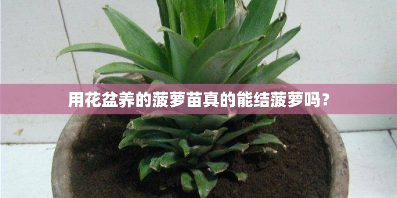 用花盆养的菠萝苗真的能结菠萝吗？