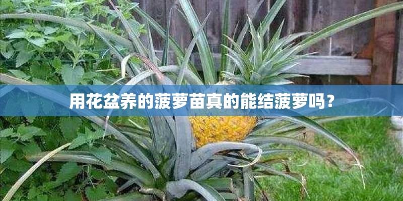 用花盆养的菠萝苗真的能结菠萝吗？
