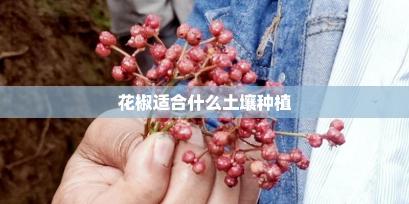 花椒适合什么土壤种植