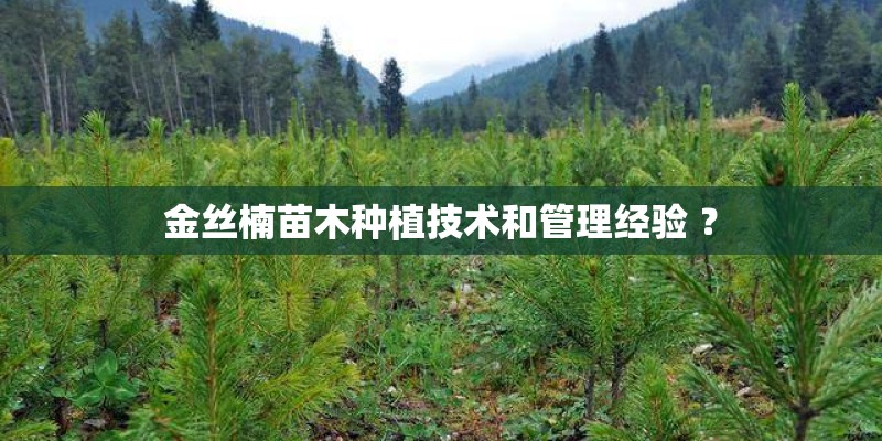 金丝楠苗木种植技术和管理经验 ？