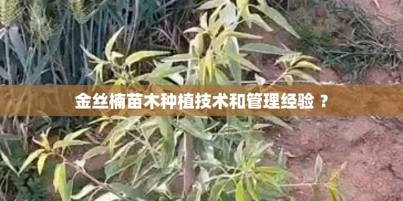 金丝楠苗木种植技术和管理经验 ？