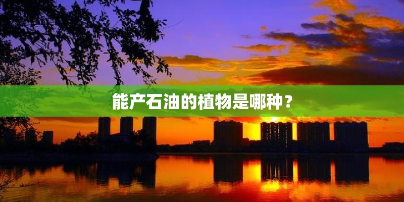 能产石油的植物是哪种？