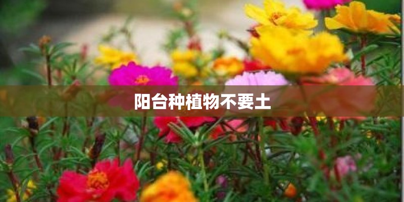 阳台种植物不要土