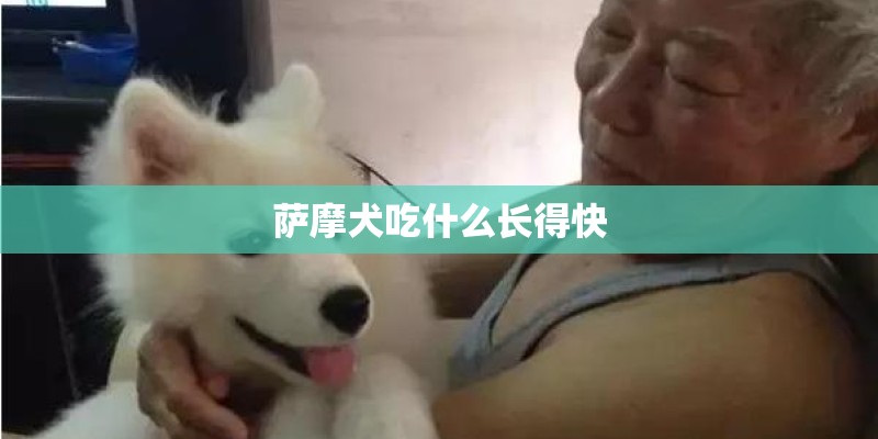 萨摩犬吃什么长得快