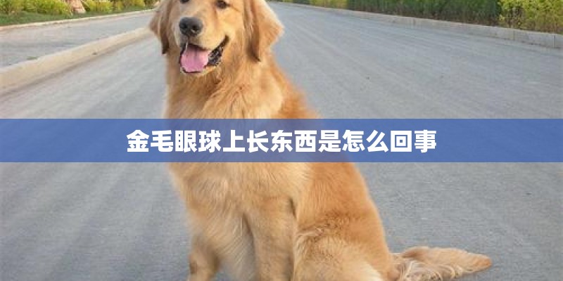 金毛眼球上长东西是怎么回事
