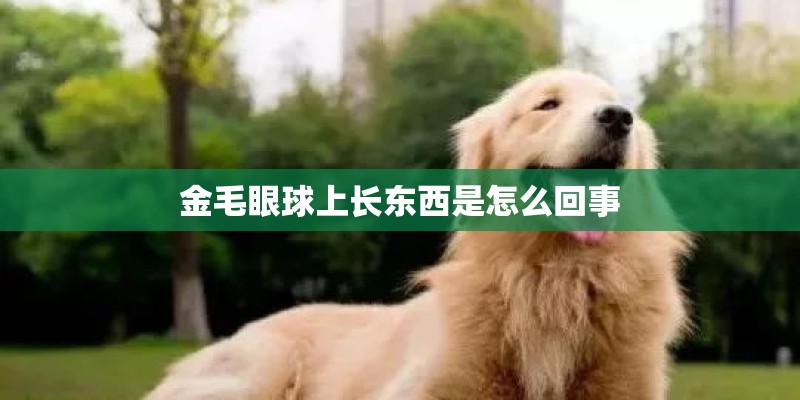 金毛眼球上长东西是怎么回事