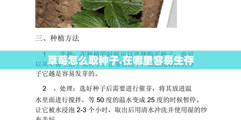 草莓怎么取种子.在哪里容易生存