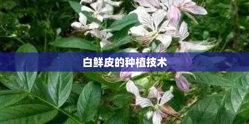白鲜皮的种植技术