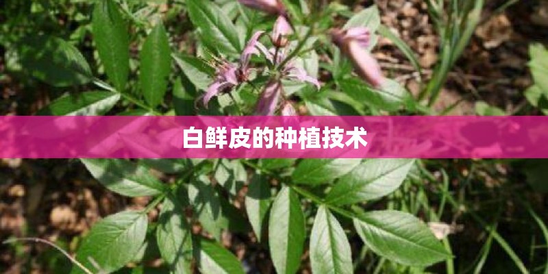白鲜皮的种植技术