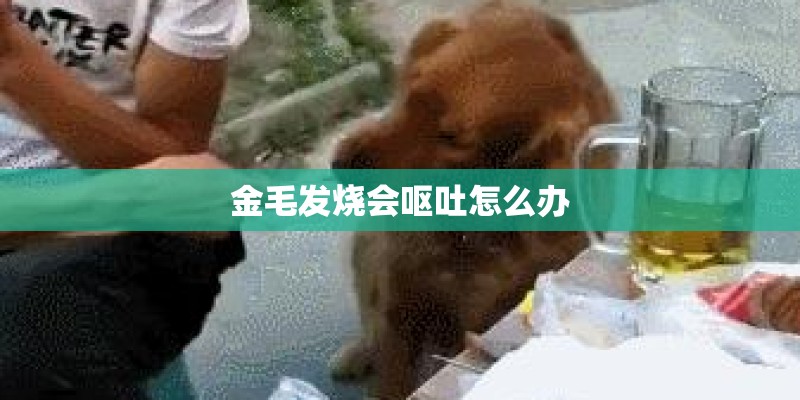 金毛发烧会呕吐怎么办