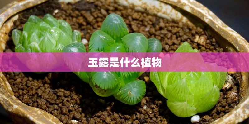 玉露是什么植物
