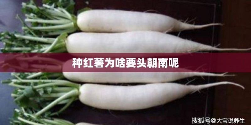 种红薯为啥要头朝南呢