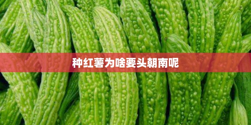 种红薯为啥要头朝南呢