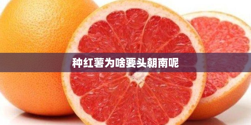种红薯为啥要头朝南呢