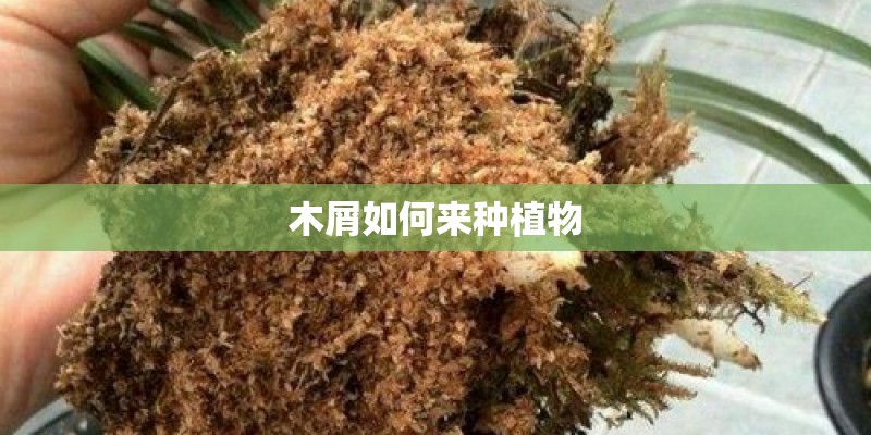 木屑如何来种植物