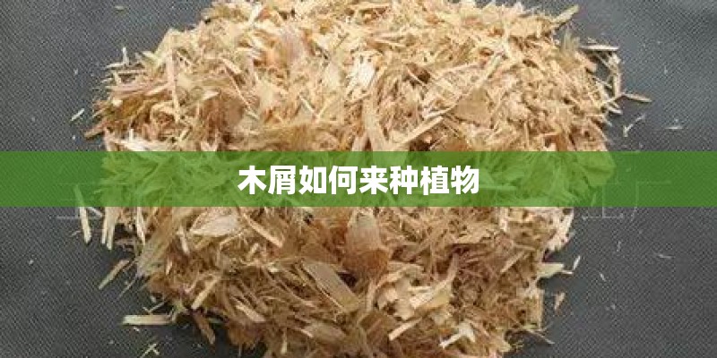 木屑如何来种植物