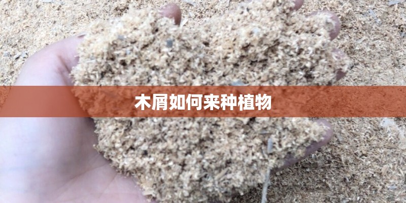 木屑如何来种植物