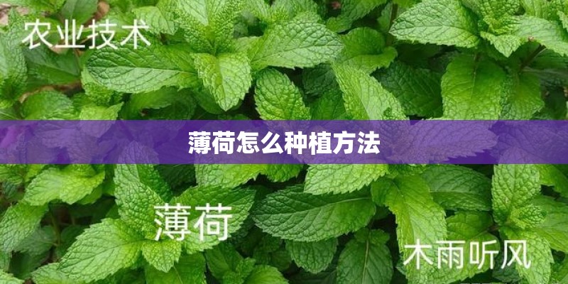 薄荷怎么种植方法