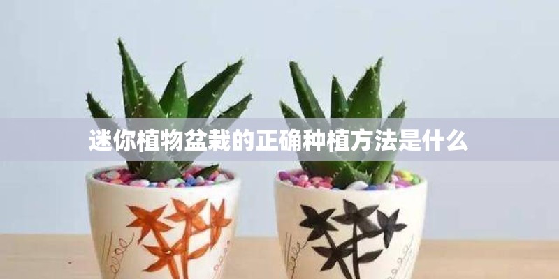 迷你植物盆栽的正确种植方法是什么