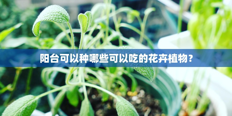 阳台可以种哪些可以吃的花卉植物？