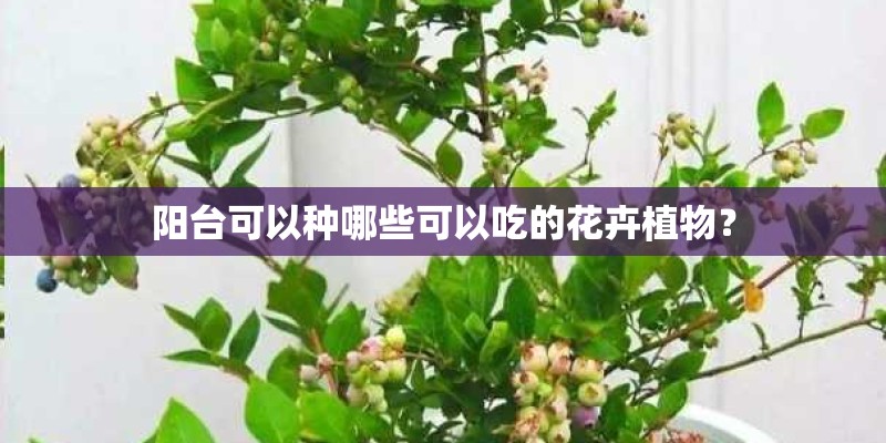 阳台可以种哪些可以吃的花卉植物？