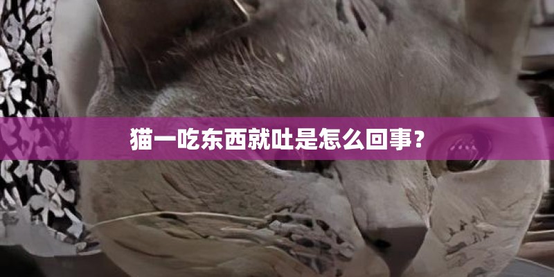 猫一吃东西就吐是怎么回事？