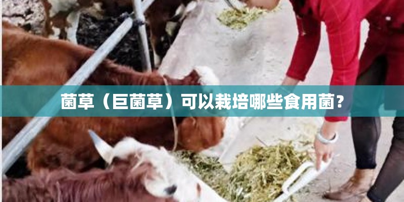 菌草（巨菌草）可以栽培哪些食用菌？
