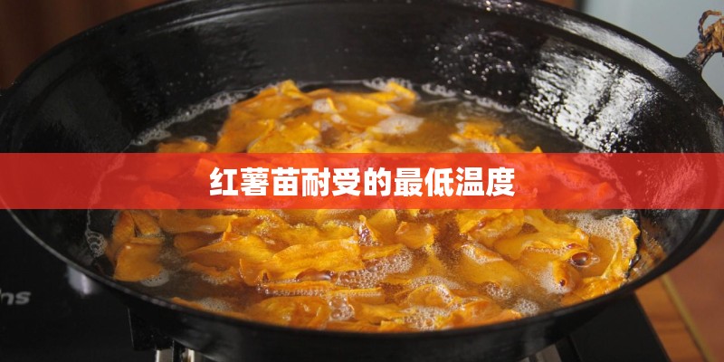红薯苗耐受的最低温度