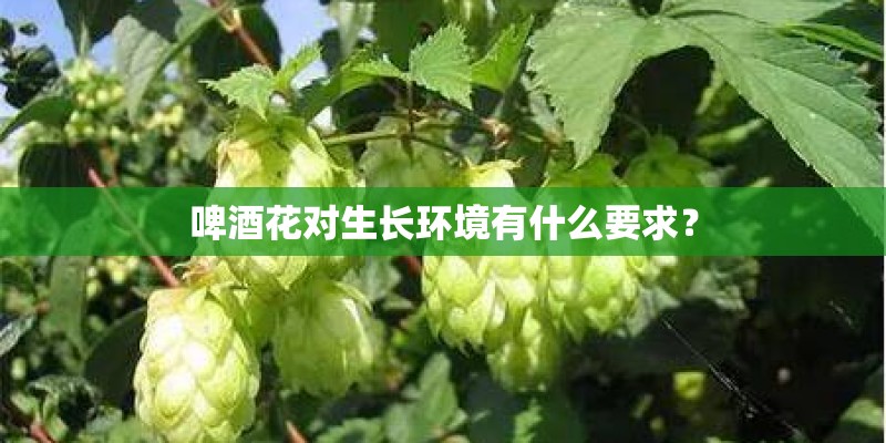啤酒花对生长环境有什么要求？