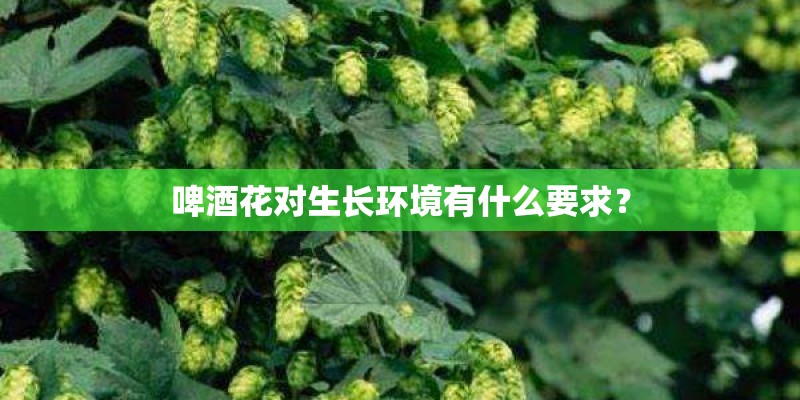 啤酒花对生长环境有什么要求？