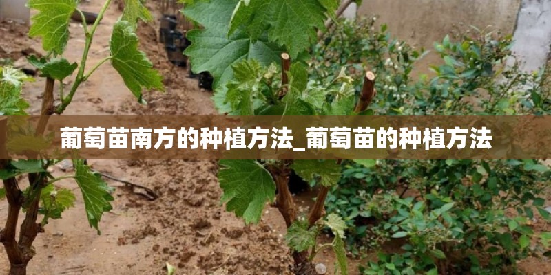 葡萄苗南方的种植方法_葡萄苗的种植方法 葡萄苗南方的种植方法_葡萄苗的种植方法