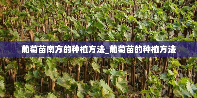 葡萄苗南方的种植方法_葡萄苗的种植方法 葡萄苗南方的种植方法_葡萄苗的种植方法