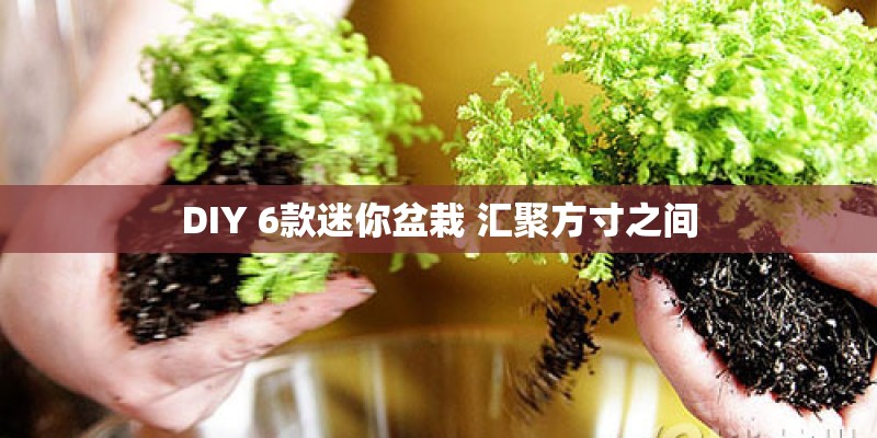 DIY 6款迷你盆栽 汇聚方寸之间