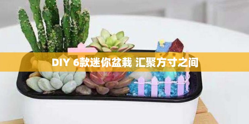 DIY 6款迷你盆栽 汇聚方寸之间