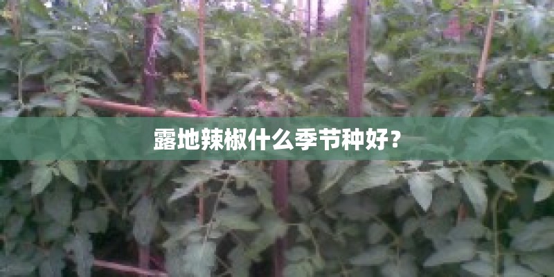 露地辣椒什么季节种好？