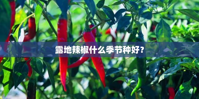 露地辣椒什么季节种好？