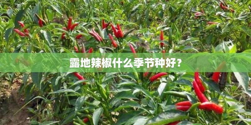 露地辣椒什么季节种好？