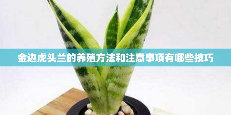 金边虎头兰的养殖方法和注意事项有哪些技巧